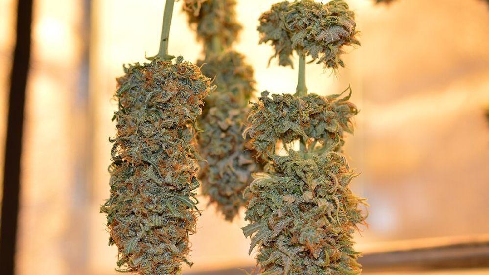 Court upholds marijuana expungement denial under amendment